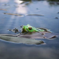 Savage Gear 3D Frogs