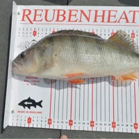 Reuben Heaton FM Competition Level Fish Measures
