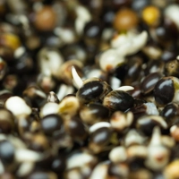 Hinders Chinese Hemp 700g