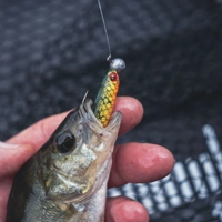 Fox Rage Mini Tiddler Mixed Colour Pack