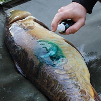 Gardner Intensive Care Carp Spray