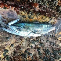 Samson Slim Minnow Lures