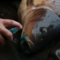 Gardner Intensive Care Carp Spray