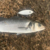 Samson Shad Lures