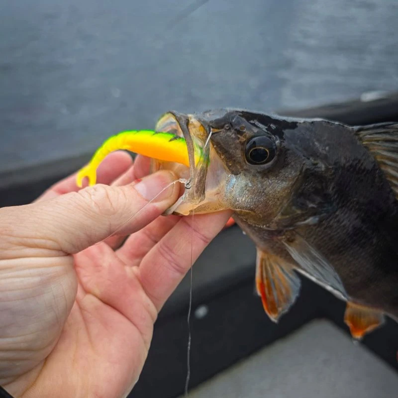 Savage Gear Cannibal Minnow V-Tail 8cm/3.4g