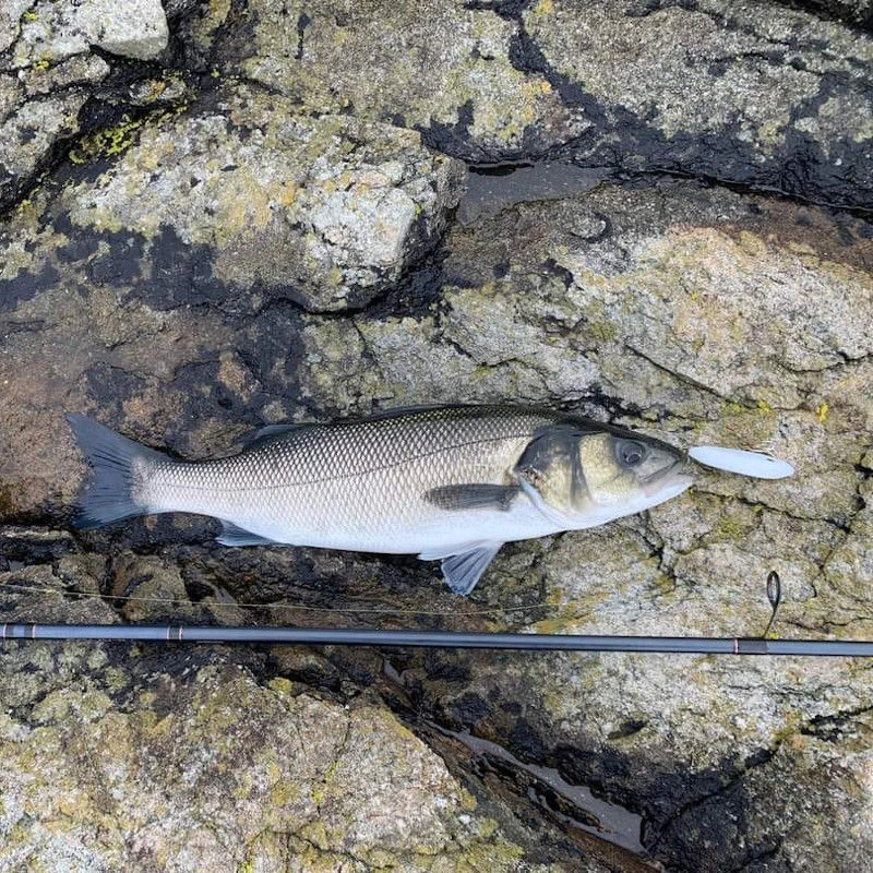 Samson Shad Lures