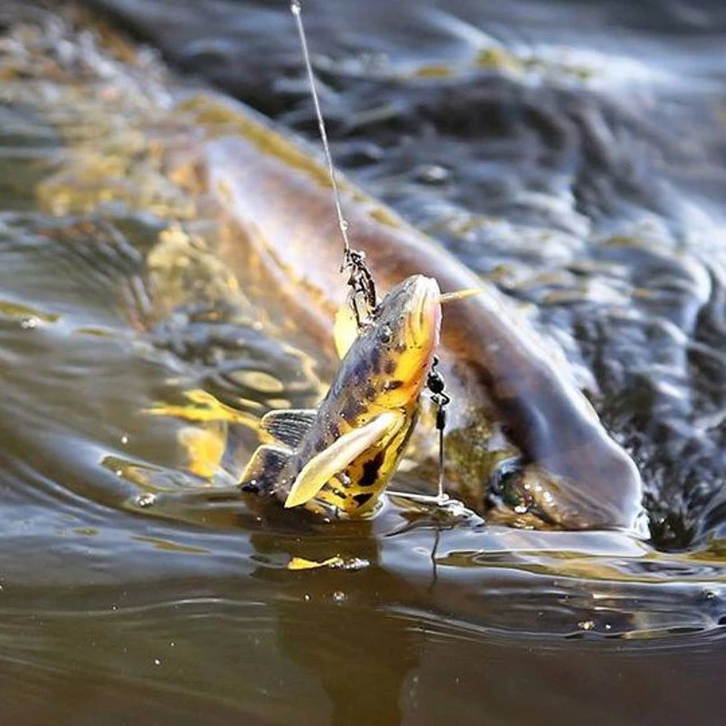 Savage Gear 3D Burbot Shallow 25cm - 70g