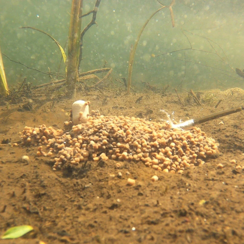 DNA Baits Betastim Pellet Mix