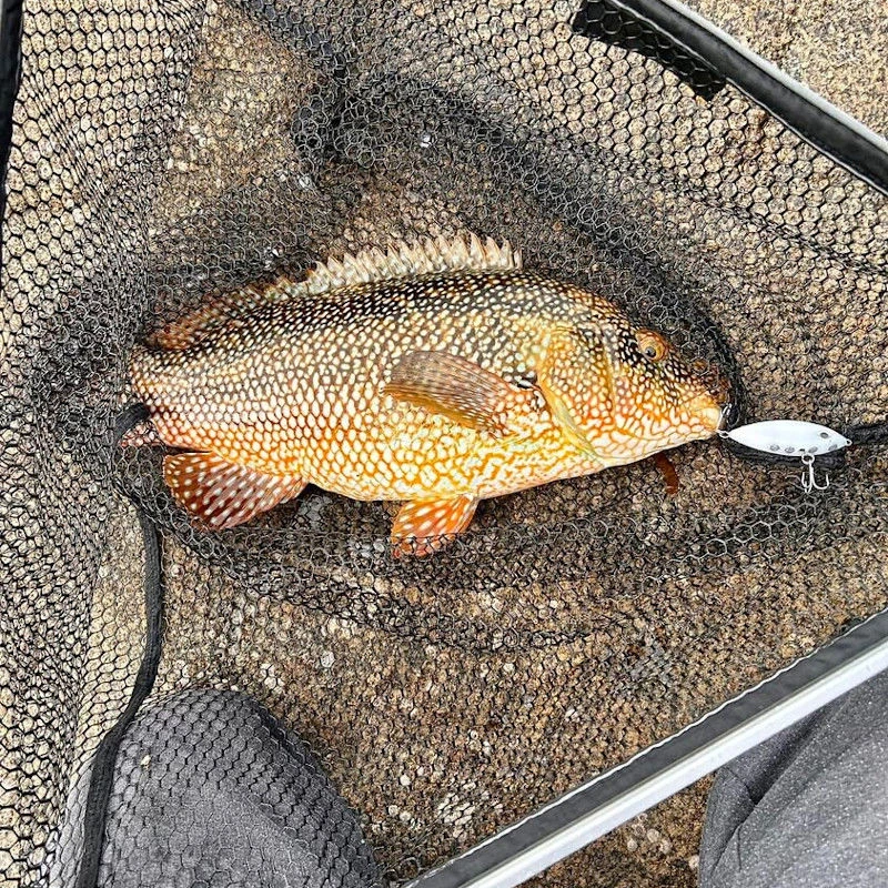 Samson Shad Lures